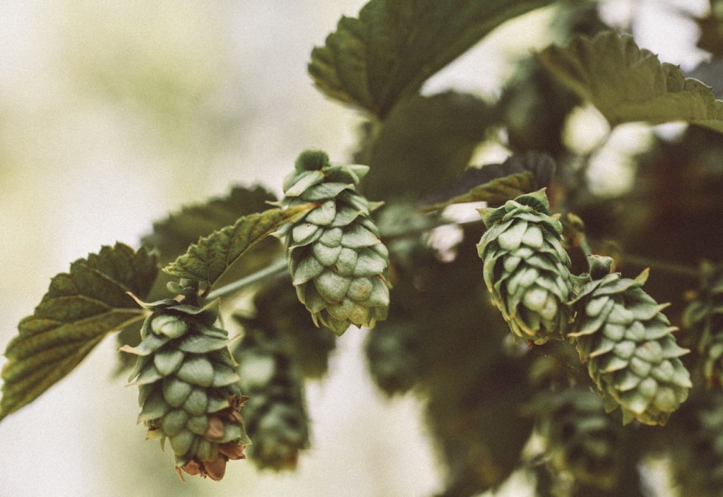 Houblon.